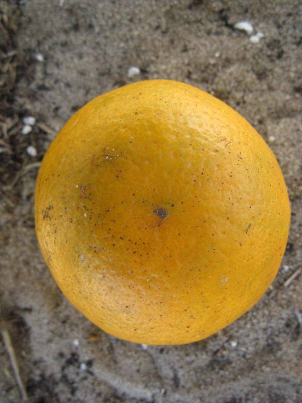              Fruit (Winter Haven, FL)       